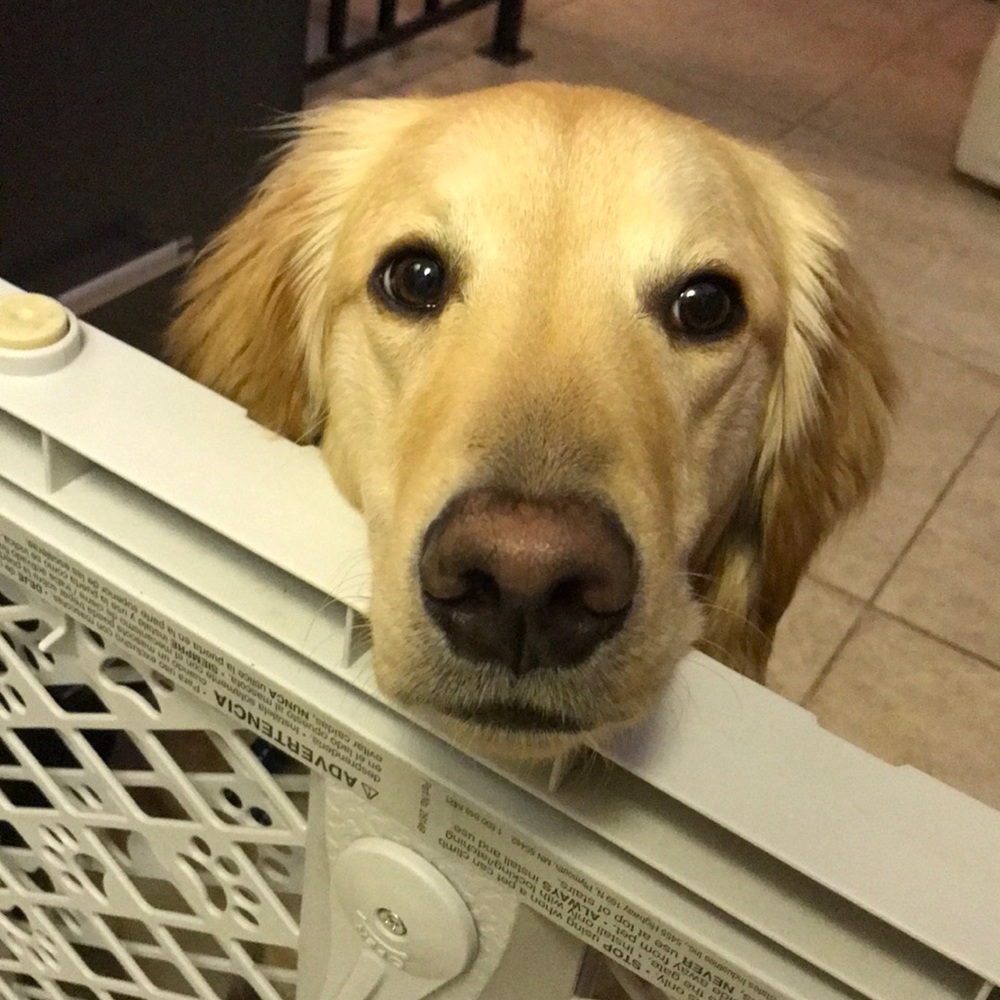 Meet your Posher, Lucy